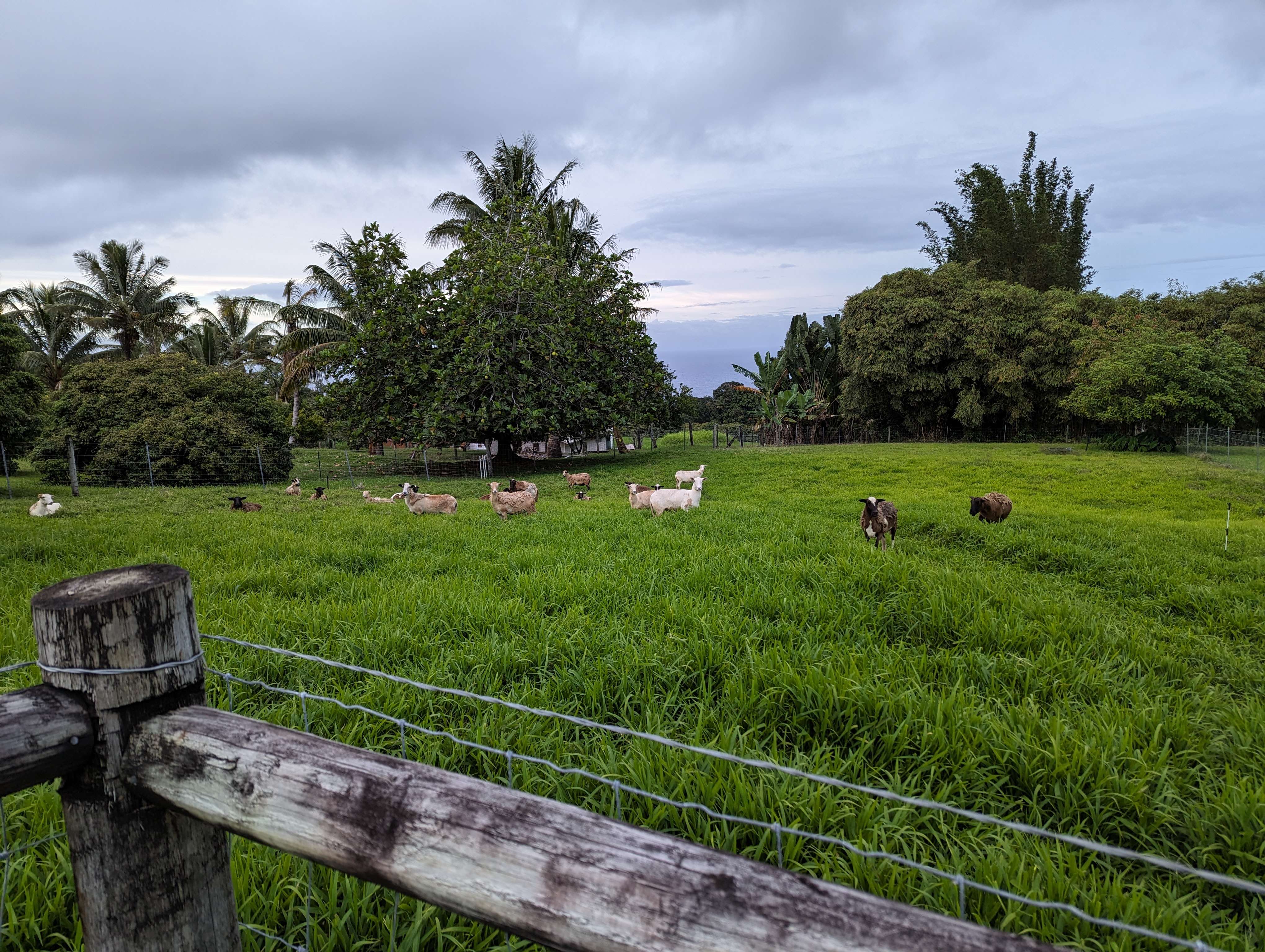 Sheep on a grassy field