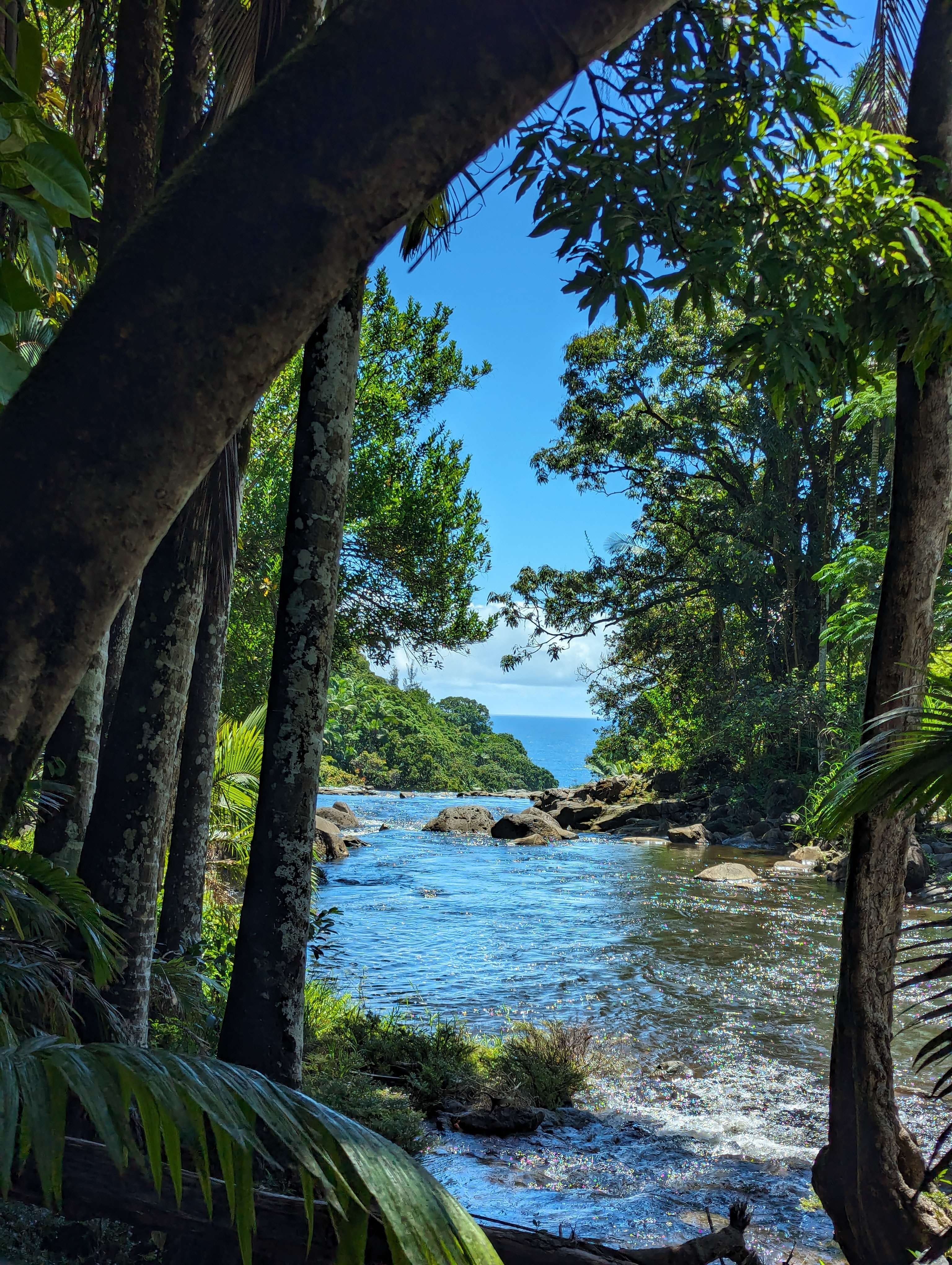 Lush greenery by a stream